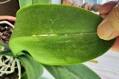 Problem Spreading to Phalaenopsis
