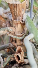 Little Tan Balls at Base of Plant